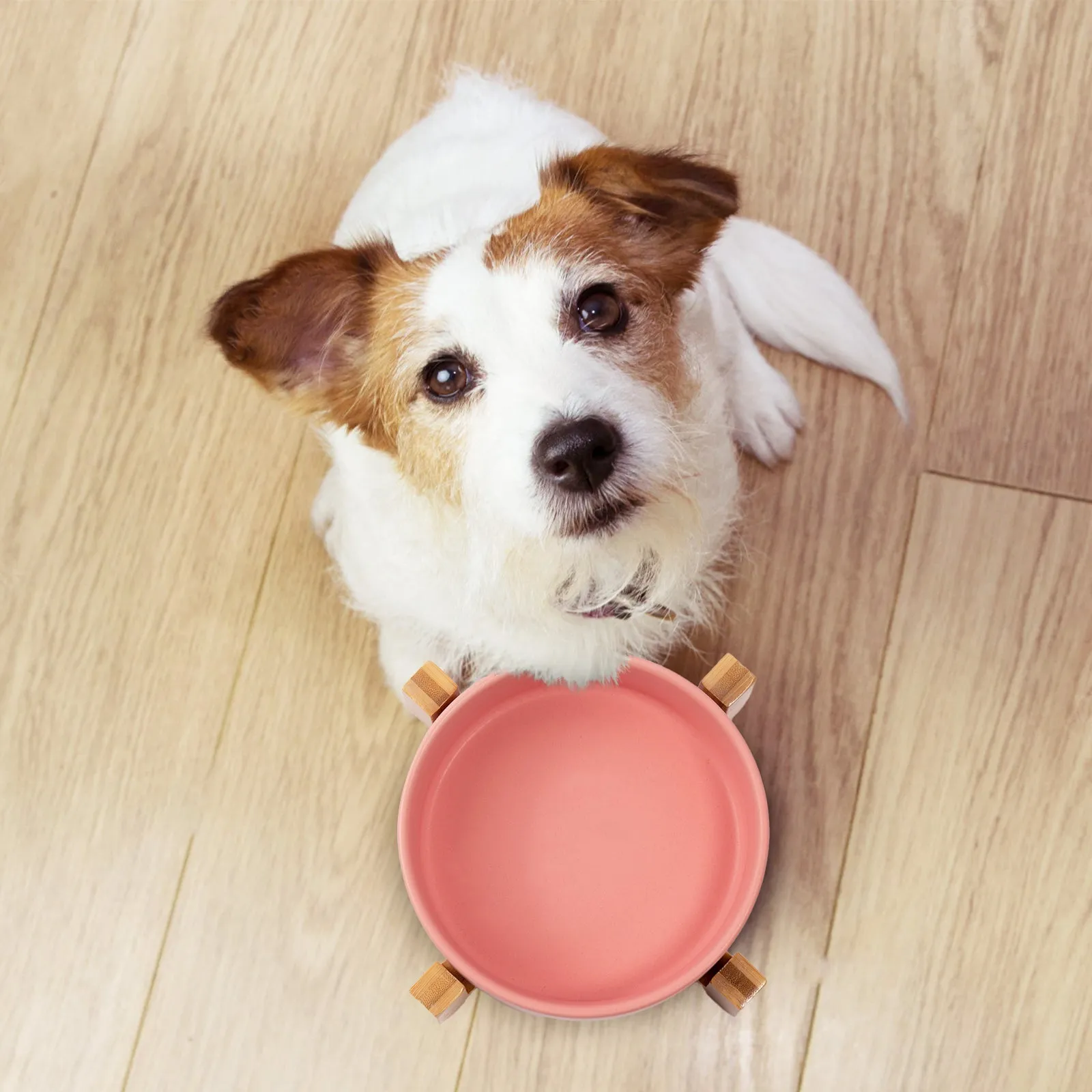 15° Slanted Ceramic Pet Bowl with Wooden Stand | Tilted Bowl for Cats & Flat Face Pets