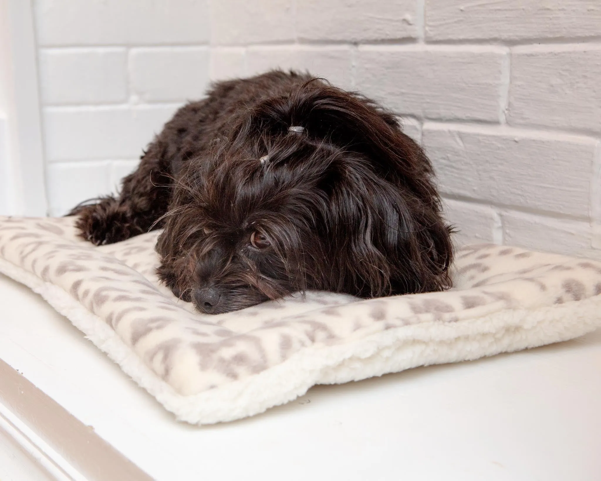 Cream Leopard Plush Fleece Pet Napping Mat (Made in the USA) (FINAL SALE)
