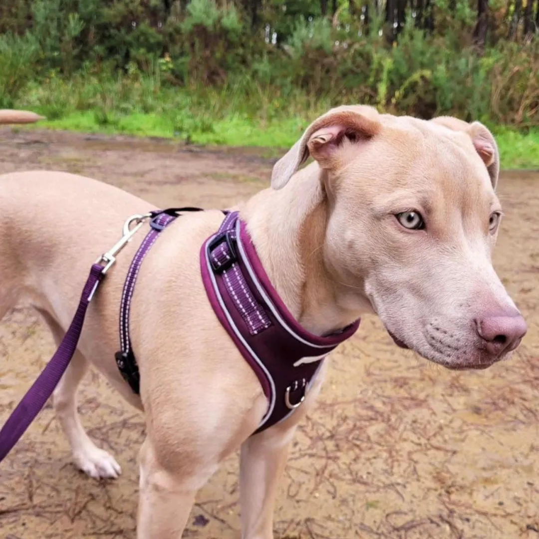Doodlebone Adjustable Airmesh Dog Harness - Burgundy