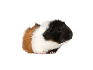 Guinea Pigs