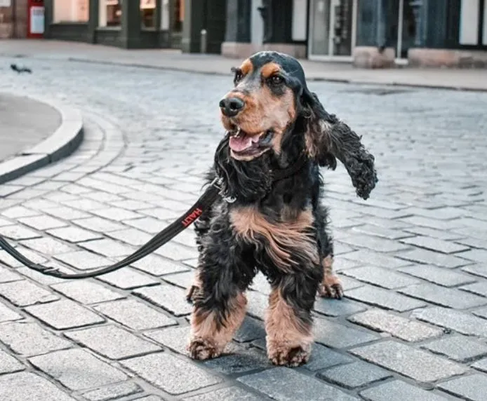 Halti Training Dog Lead (2 colours)