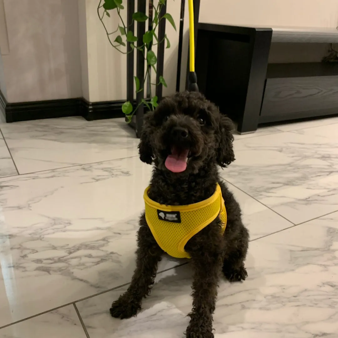 harness and Leash Set