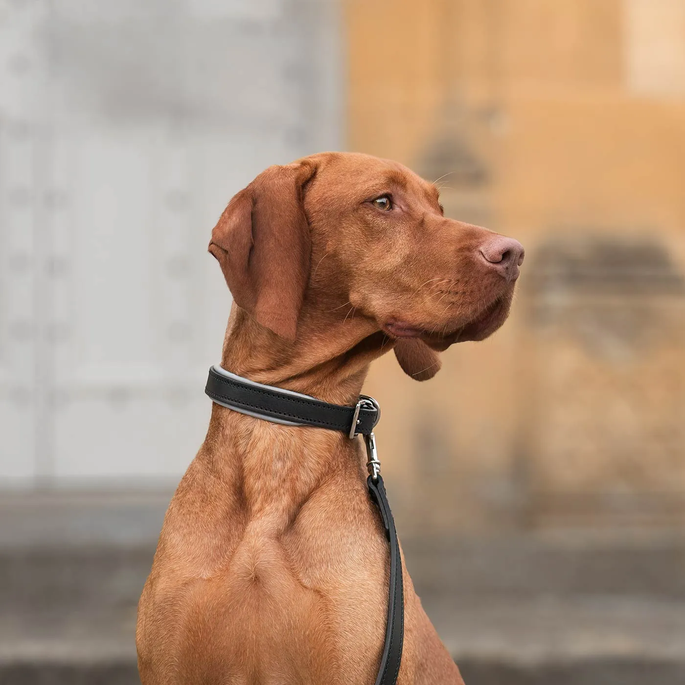 Italian Padded Leather Dog Lead in Black & Grey by Lords & Labradors