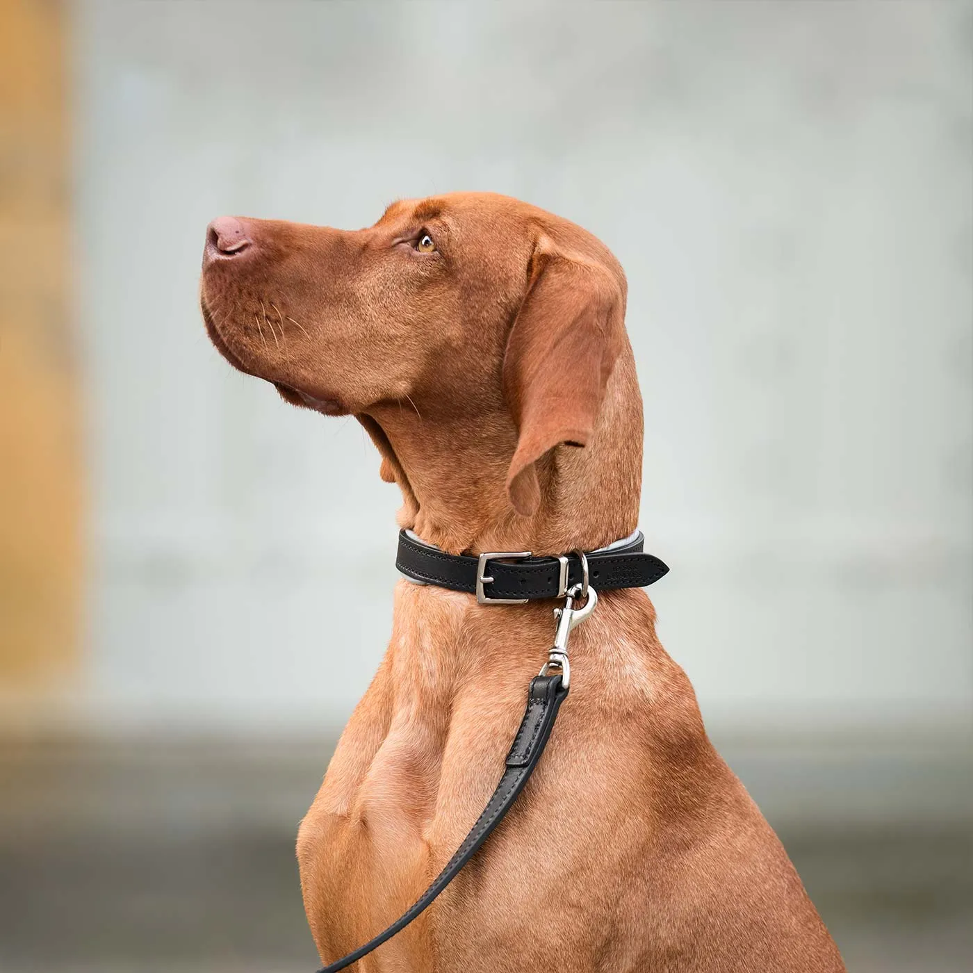 Italian Padded Leather Dog Lead in Black & Grey by Lords & Labradors