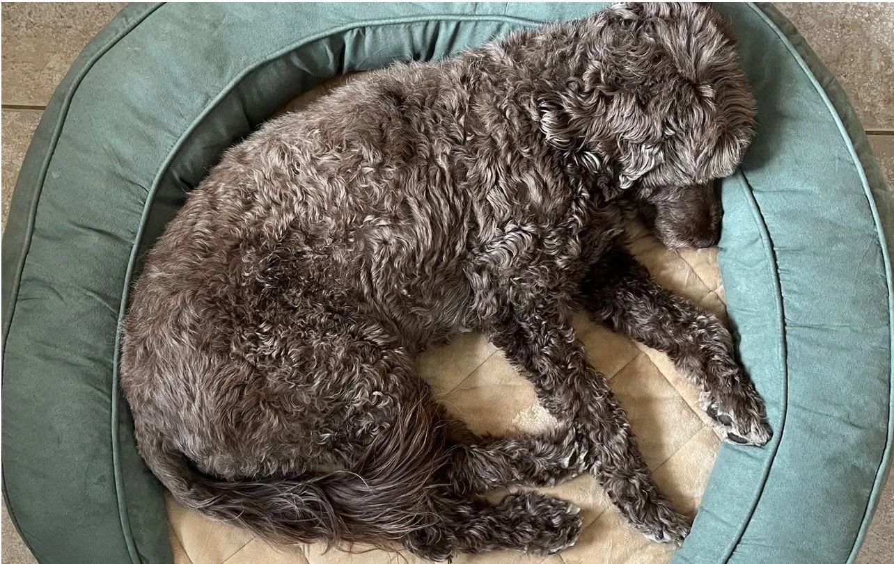 K&H Deluxe Ortho Bolster Sleeper Pet Bed