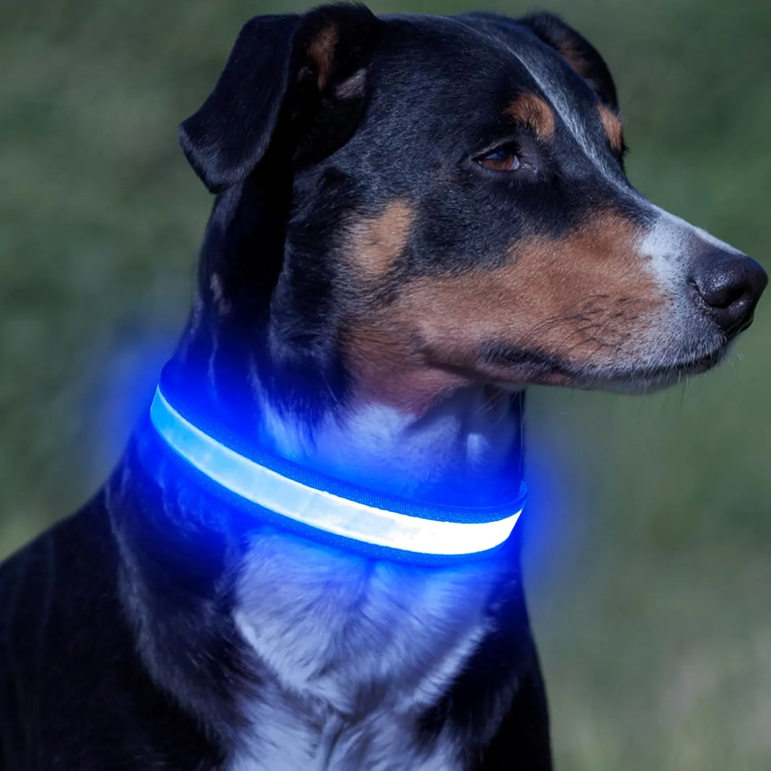 LED Dog Collar, Light up Dog Collar Adjustable USB Rechargeable Super Bright Safety Light Glowing Collars for Dogs