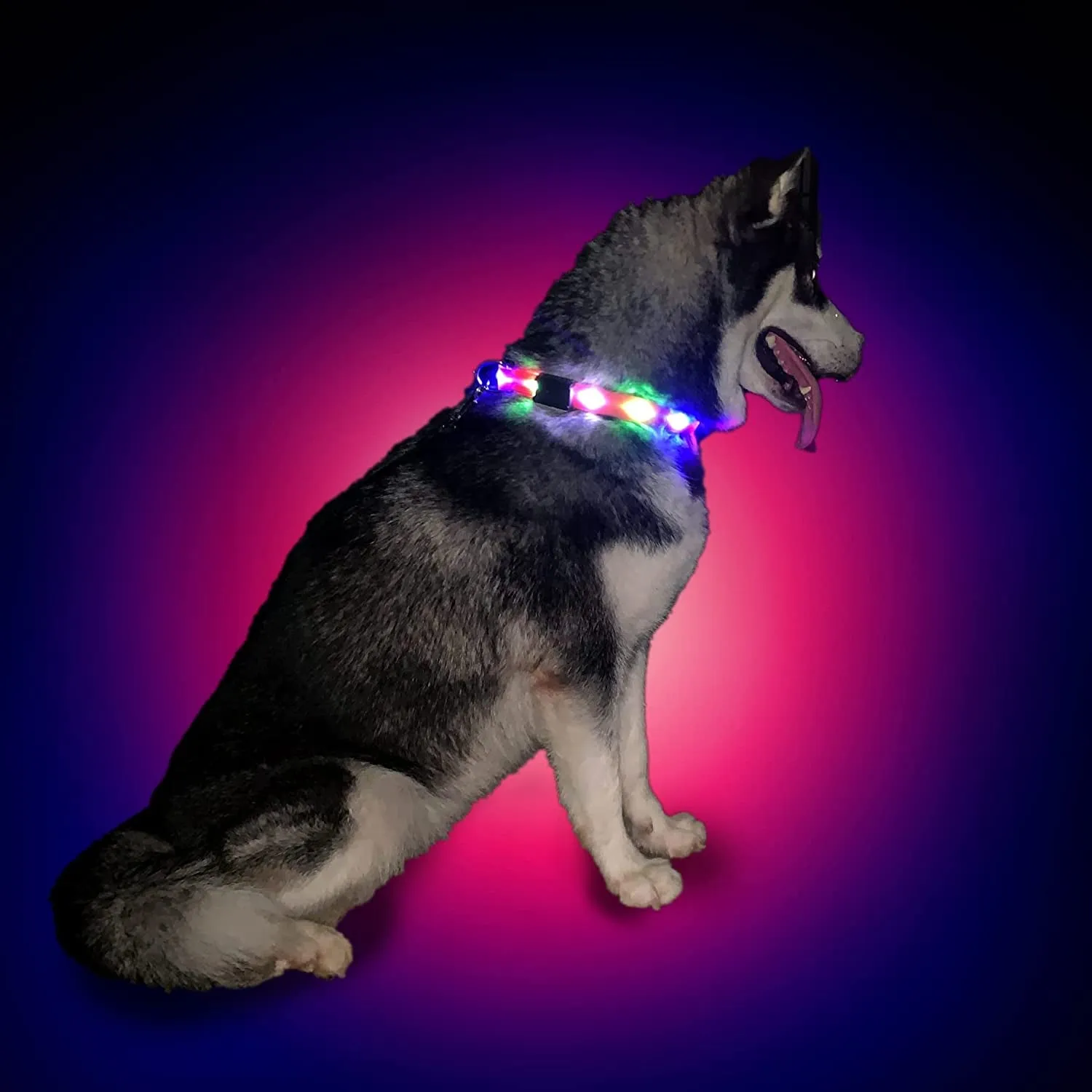 Lighted Safety Collar for Walking at Night for Dogs