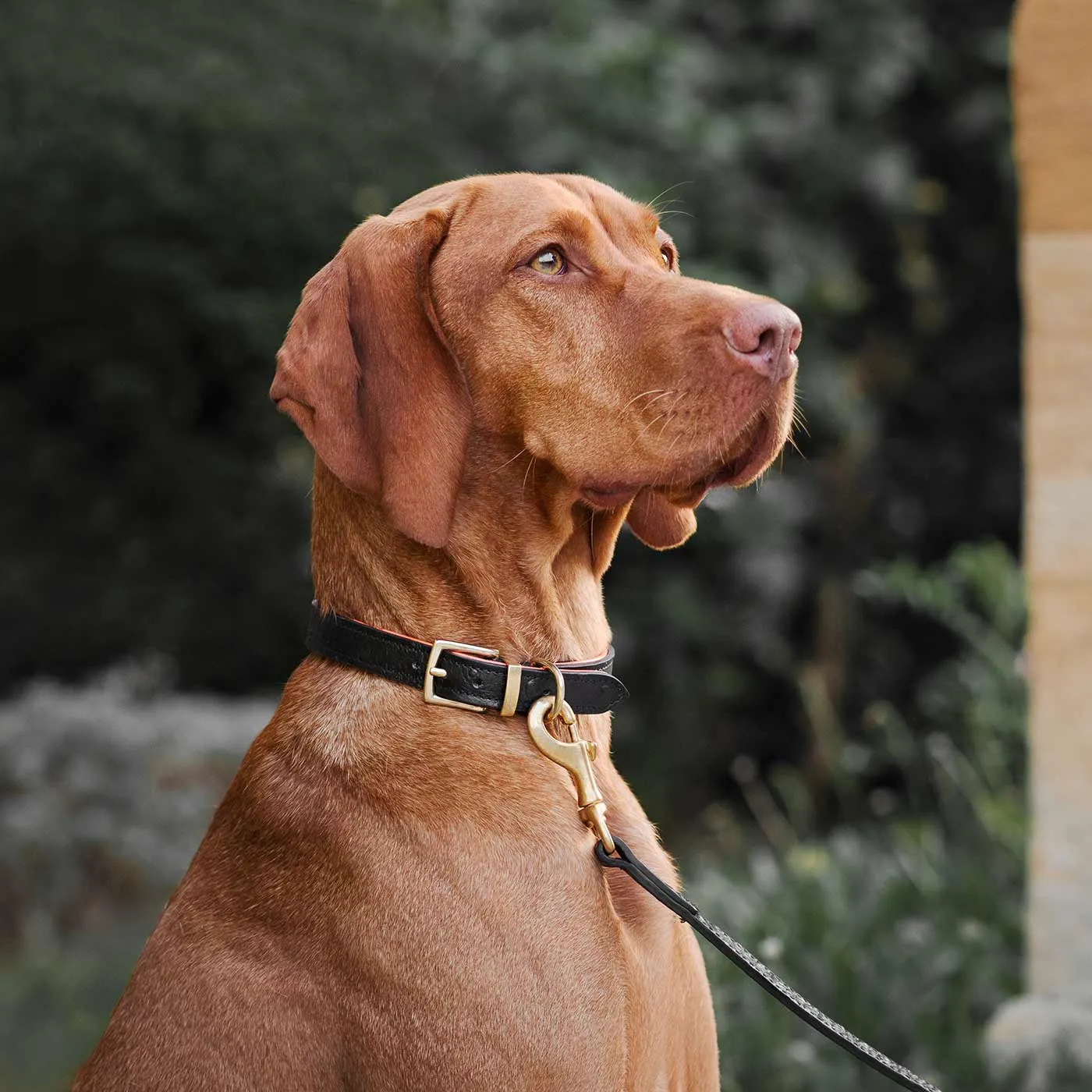 Ostrich Leather Dog Lead in Black & Orange by Lords & Labradors
