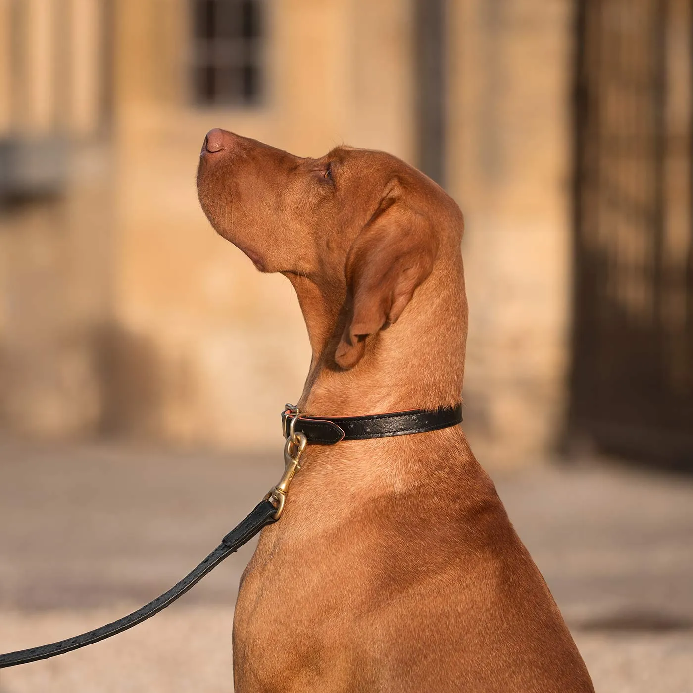 Ostrich Leather Dog Lead in Black & Orange by Lords & Labradors