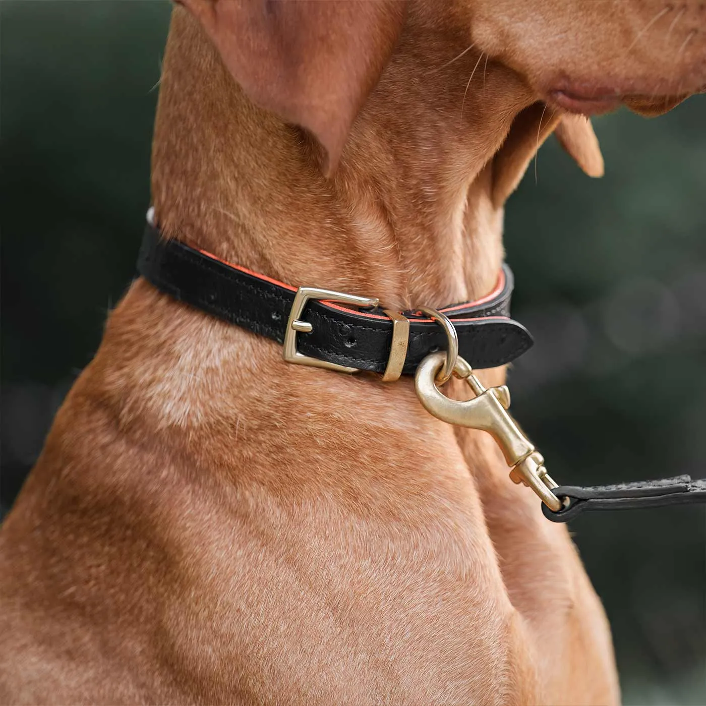 Ostrich Leather Dog Lead in Black & Orange by Lords & Labradors