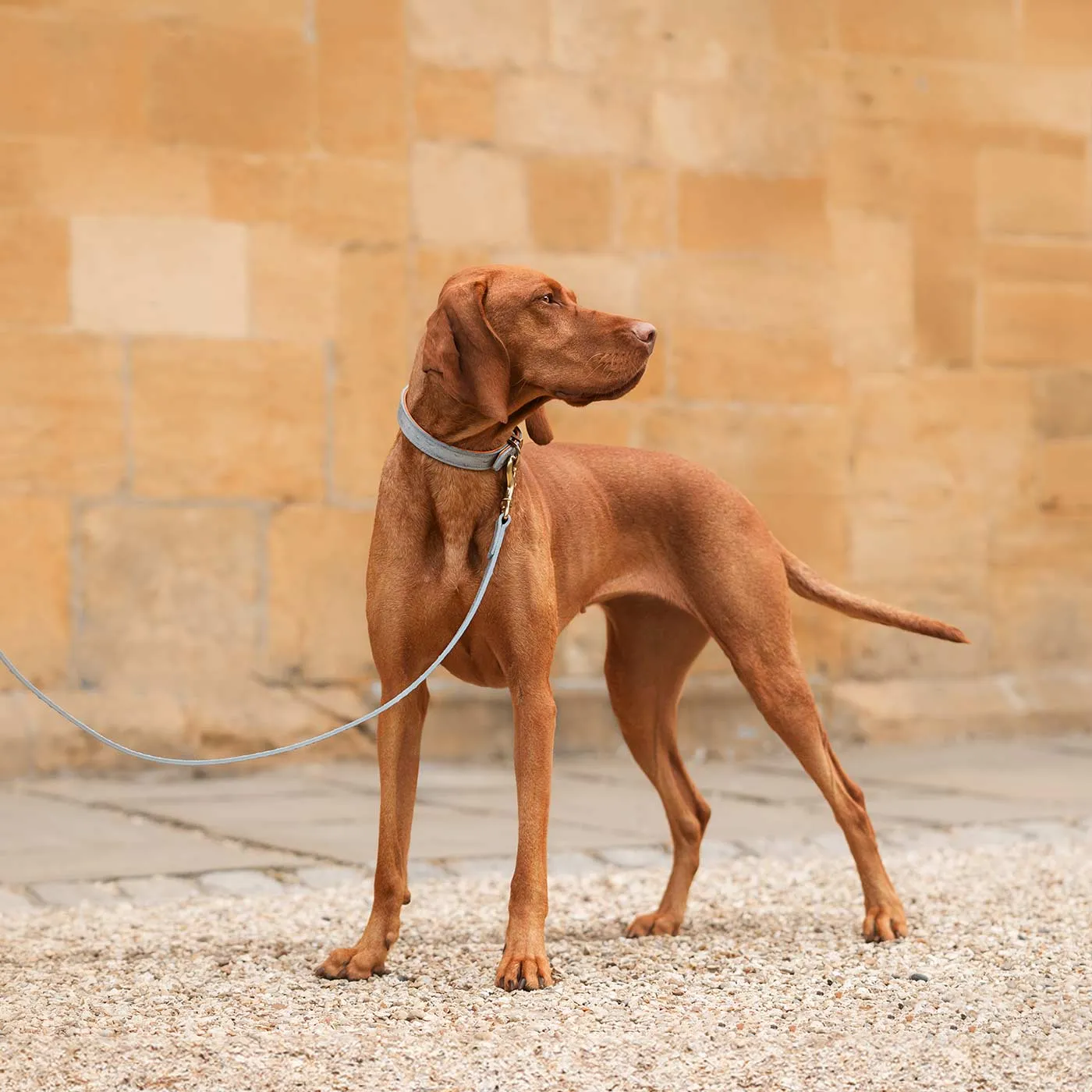 Ostrich Leather Dog Lead in Grey & Orange by Lords & Labradors
