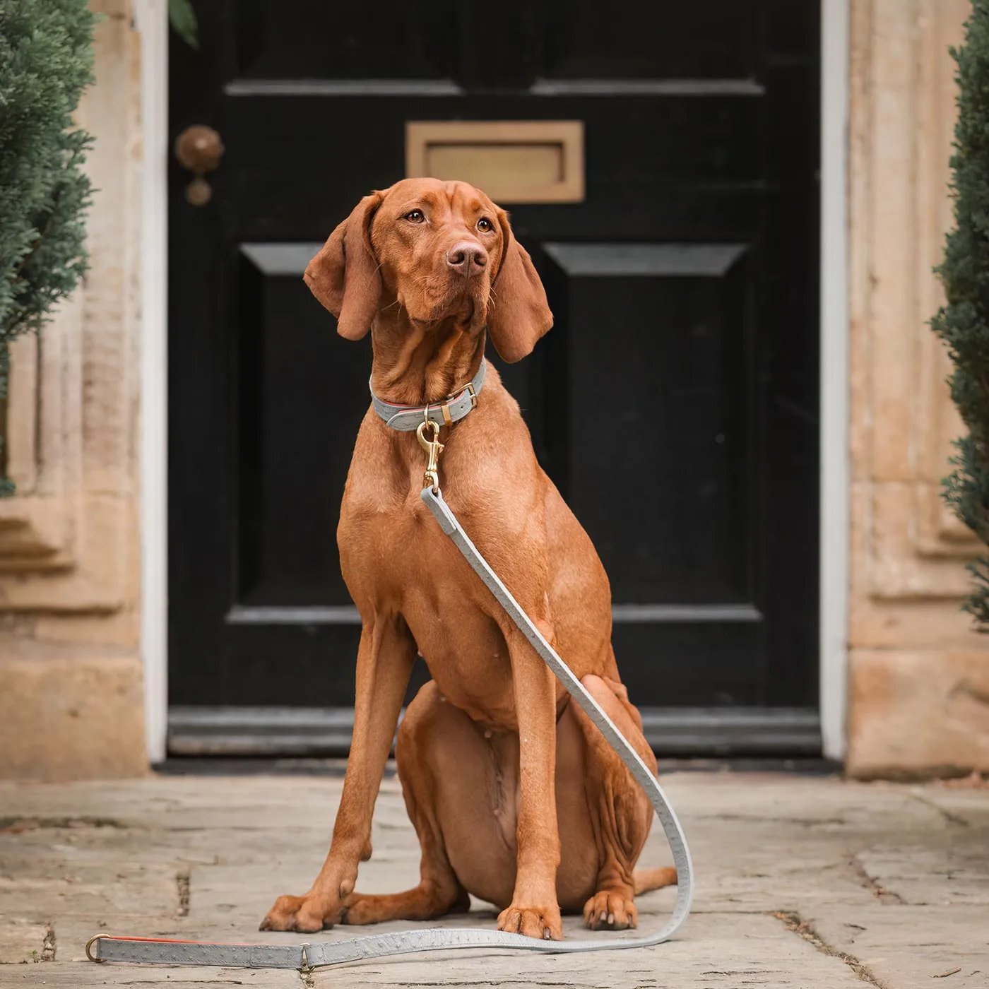 Ostrich Leather Dog Lead in Grey & Orange by Lords & Labradors