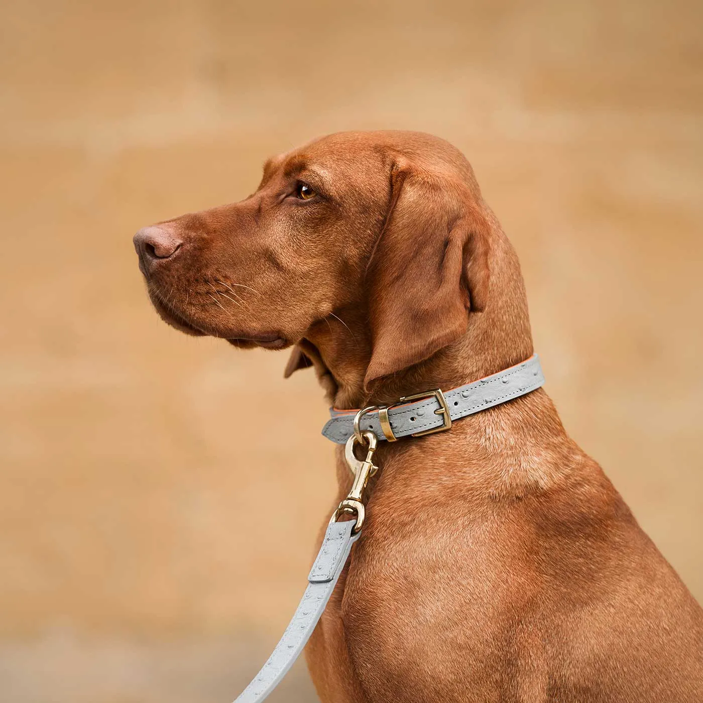 Ostrich Leather Dog Lead in Grey & Orange by Lords & Labradors