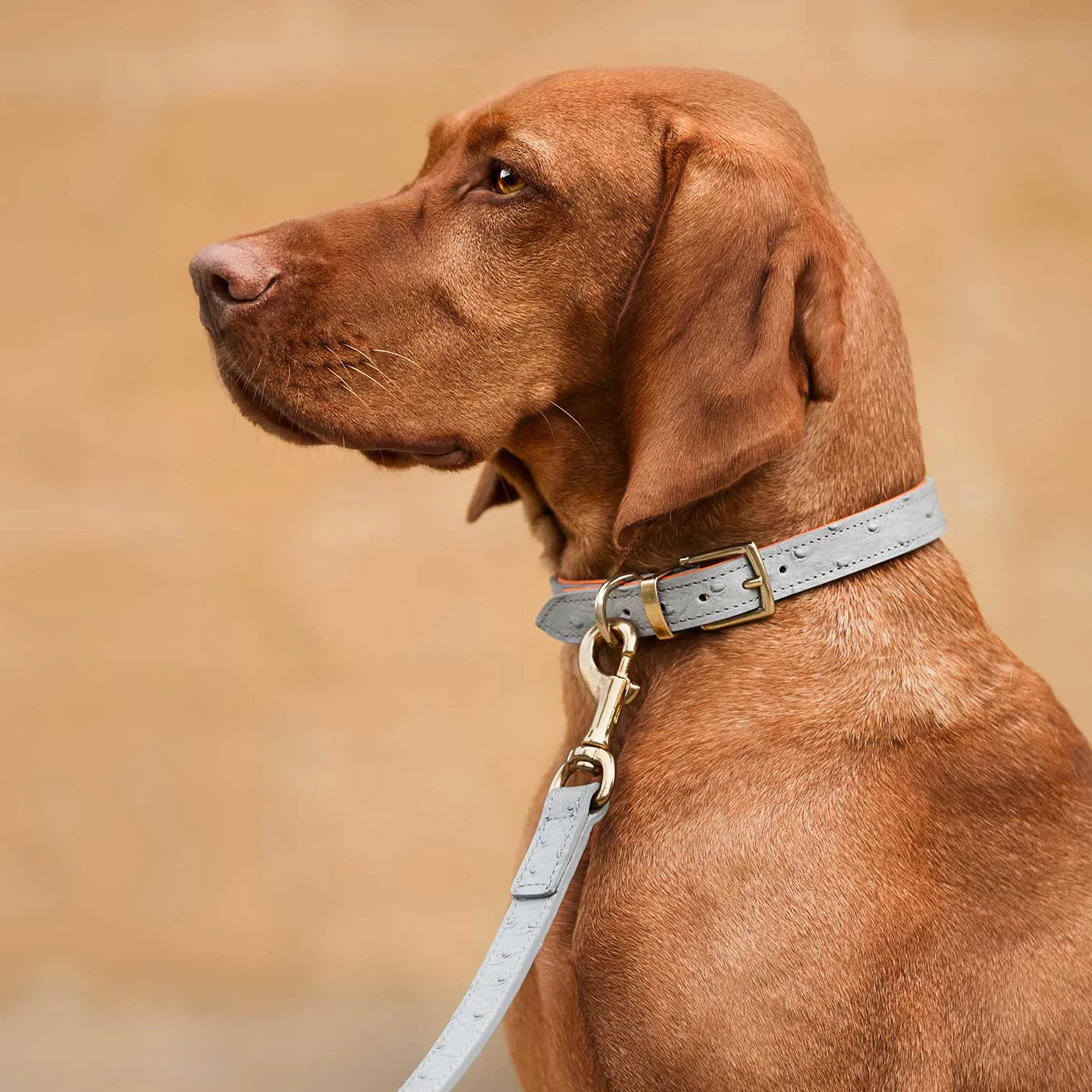 Ostrich Leather Dog Lead in Grey & Orange by Lords & Labradors