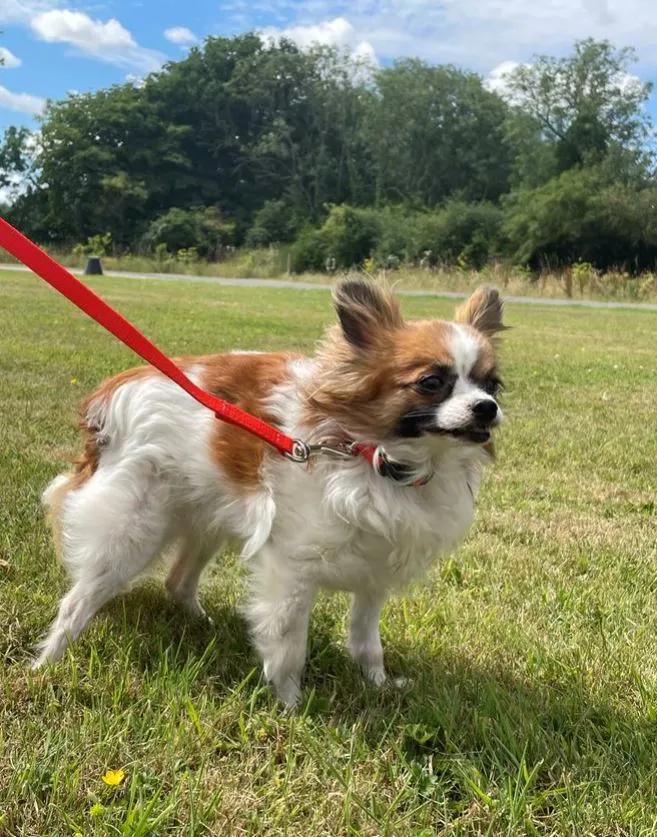 Puppy Dog Training Leads In 19 Colours 13mm Webbing 30ft - 100ft Long Leash