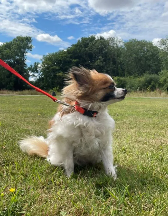 Puppy Dog Training Leads In 19 Colours 13mm Webbing 30ft - 100ft Long Leash