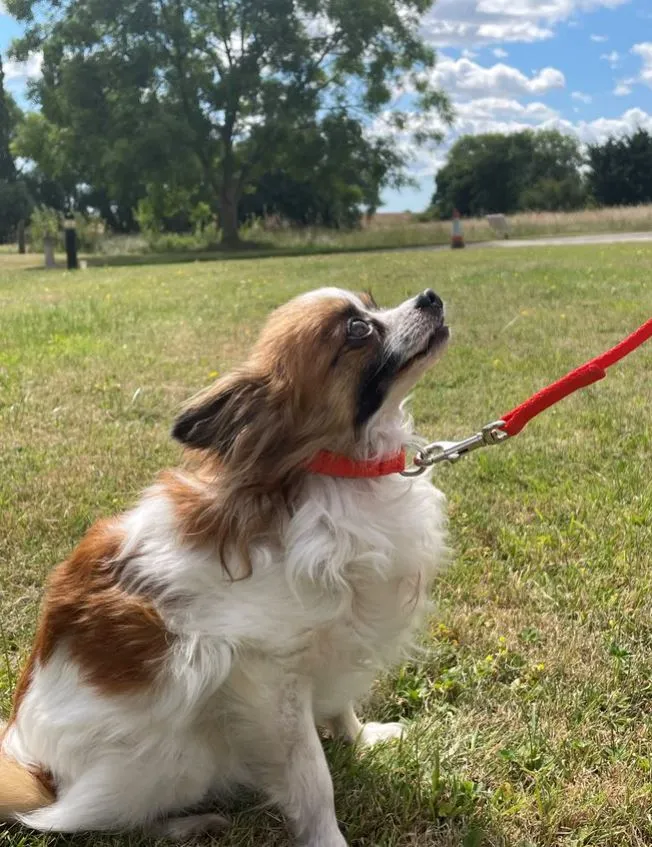 Puppy Dog Training Leads In 19 Colours 13mm Webbing 5ft - 25ft Long Leash